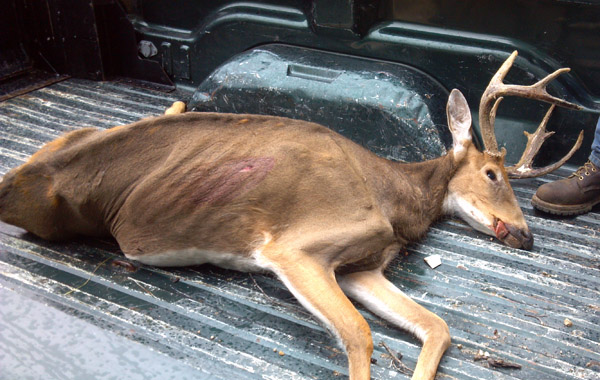 Deer in Truck Deer in Truck