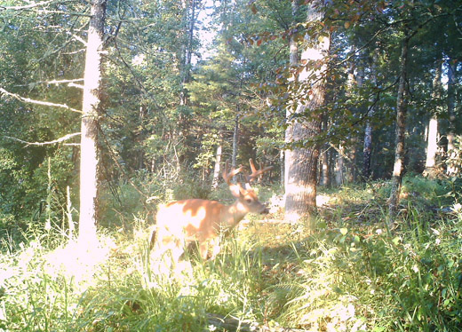 Deer in the Meadow
