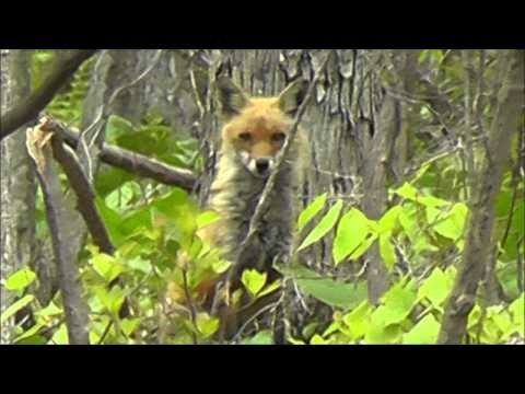 Woodchuck and Groundhog | Bowhunting Videos