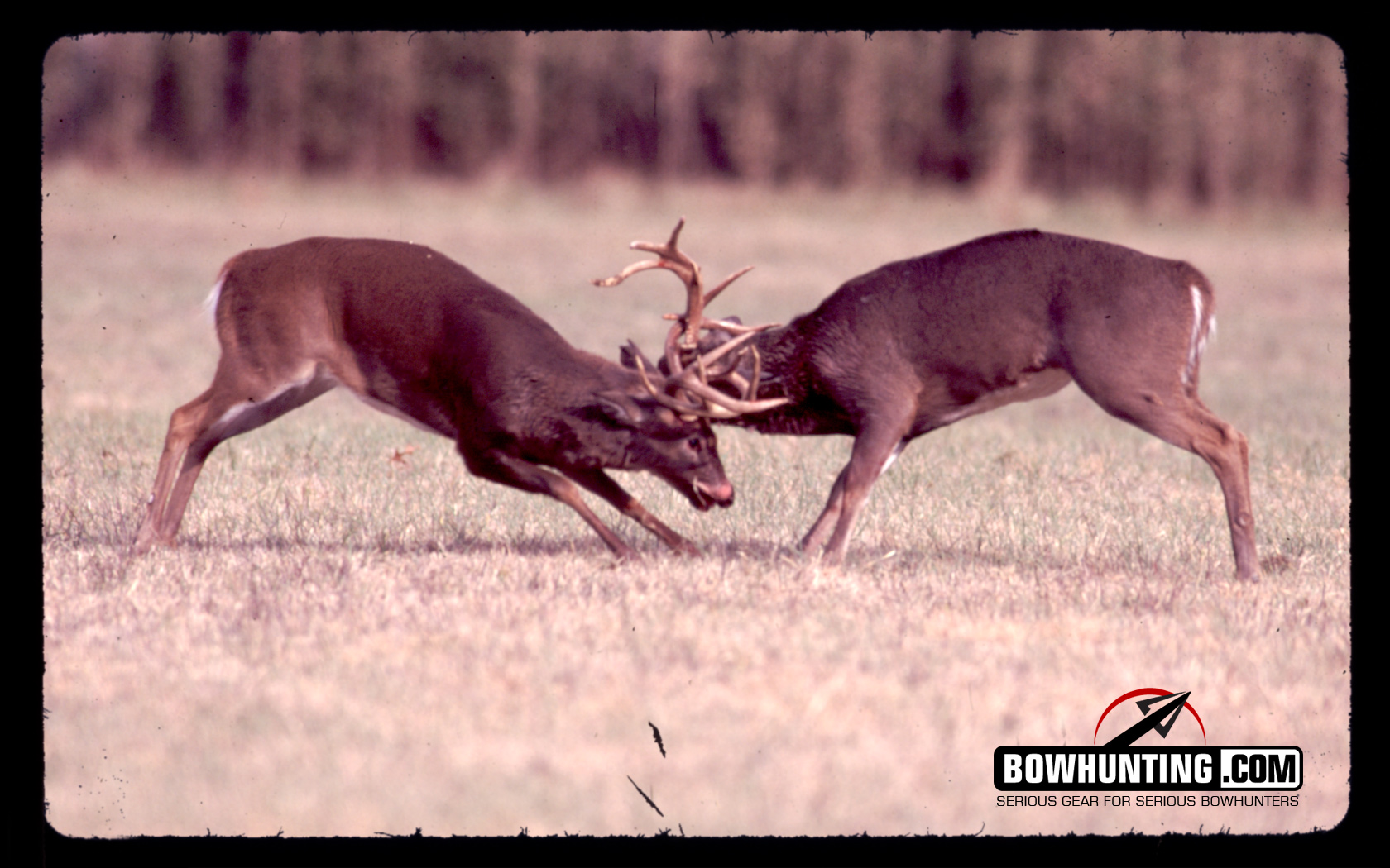 Bowhunting Background Images