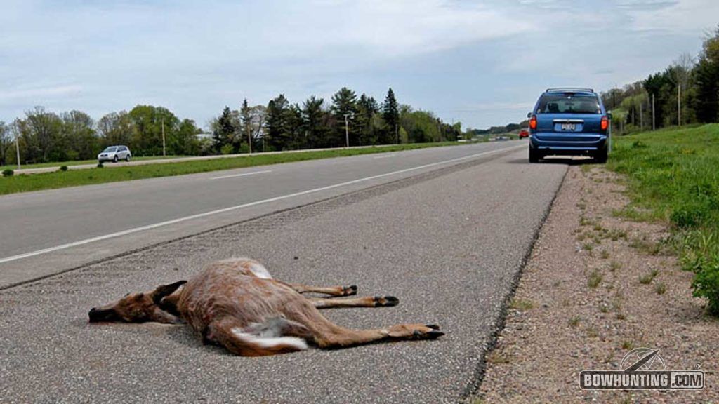 roadkill deer 