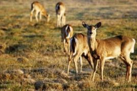 deer in field looking