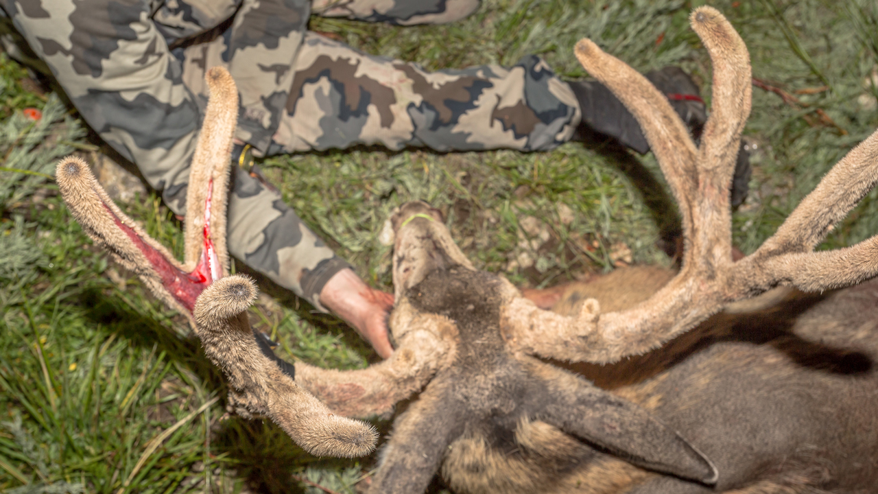 Close-up-of-velvet-antlers