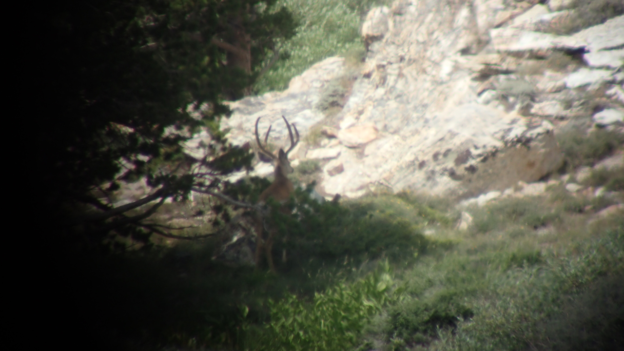 Large-two-point-mule-deer-buck