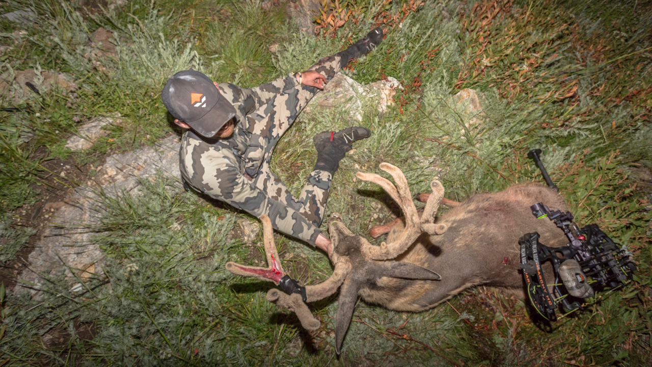 Mule-deer-buck-from-above