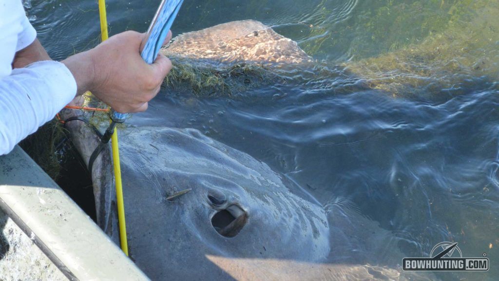Put an arrow into a 97--pound stingray like this one and you'll be in for the fight of your life. 