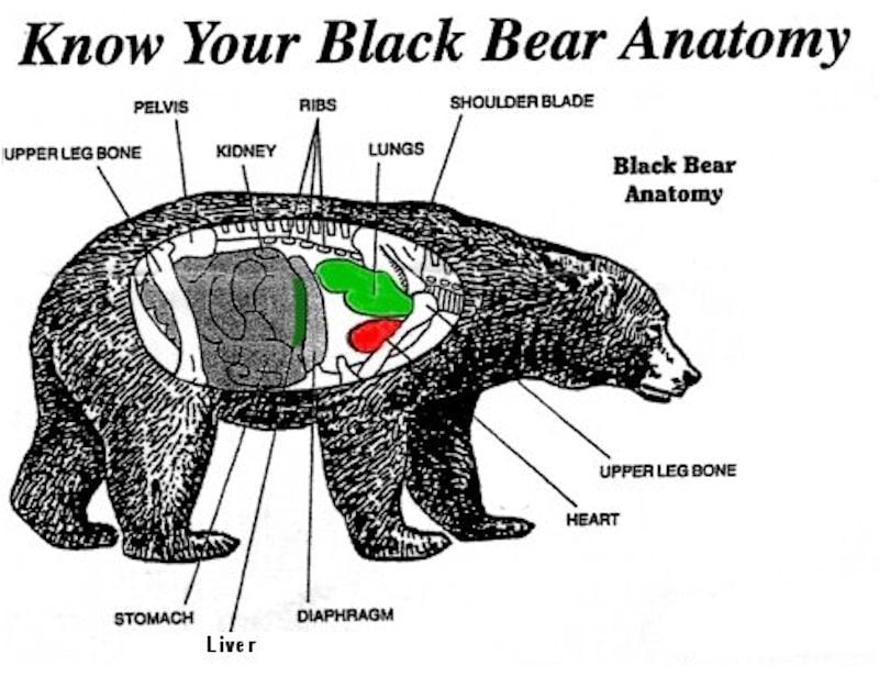 Особенности внутреннего строения медведя. Внутренне строение медведя. Внутреннее строение бурого медведя. Медведь строение тела. Строение бурого медведя.