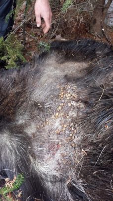This moose likely died from the effects of the thousands of ticks clinging to its skin." Photograph courtesy of Maine's moose project staff & National Geographic.