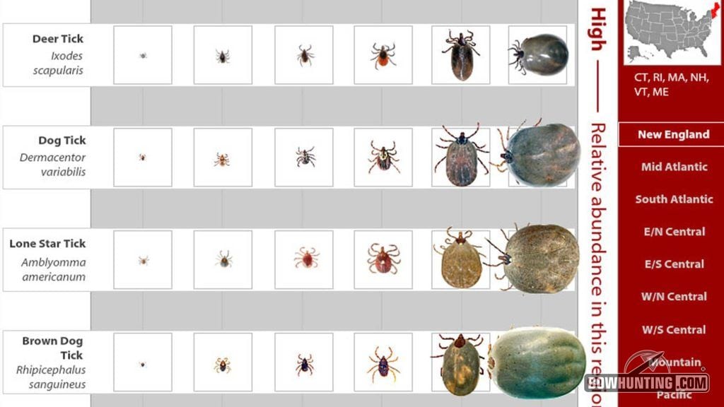 Tick Identification is important as different species are prone to varying diseases. Be sure to know which ones live in your neck of the woods. 