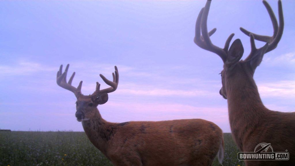 Do your homework for velvet bucks. Run trail cameras and do lots of glassing. And when you find a buck still in velvet, you better make your move quick. 