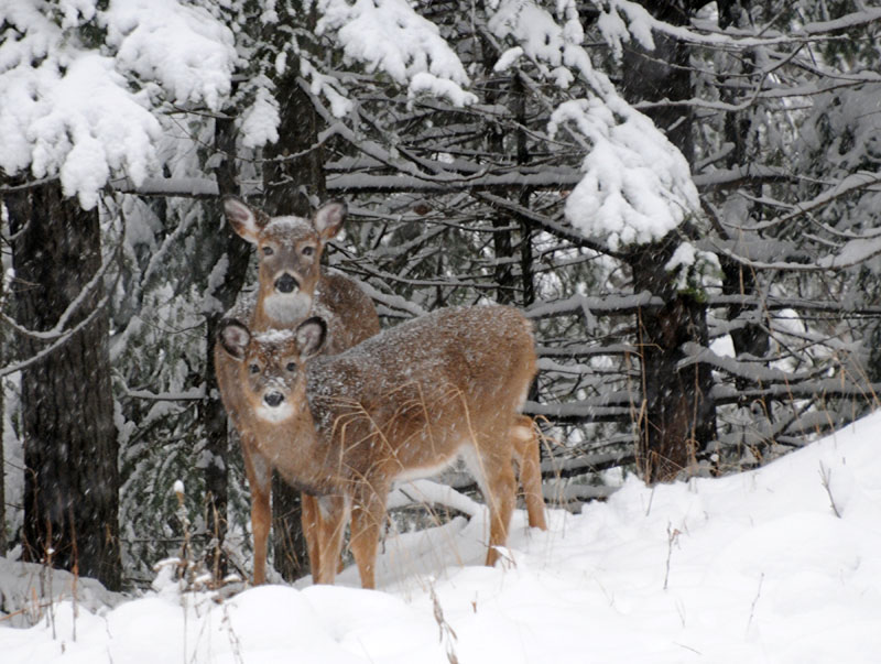 A Wisconsin lawmakers blames the state’s DNR for lower deer numbers in the state’s Northern forests.