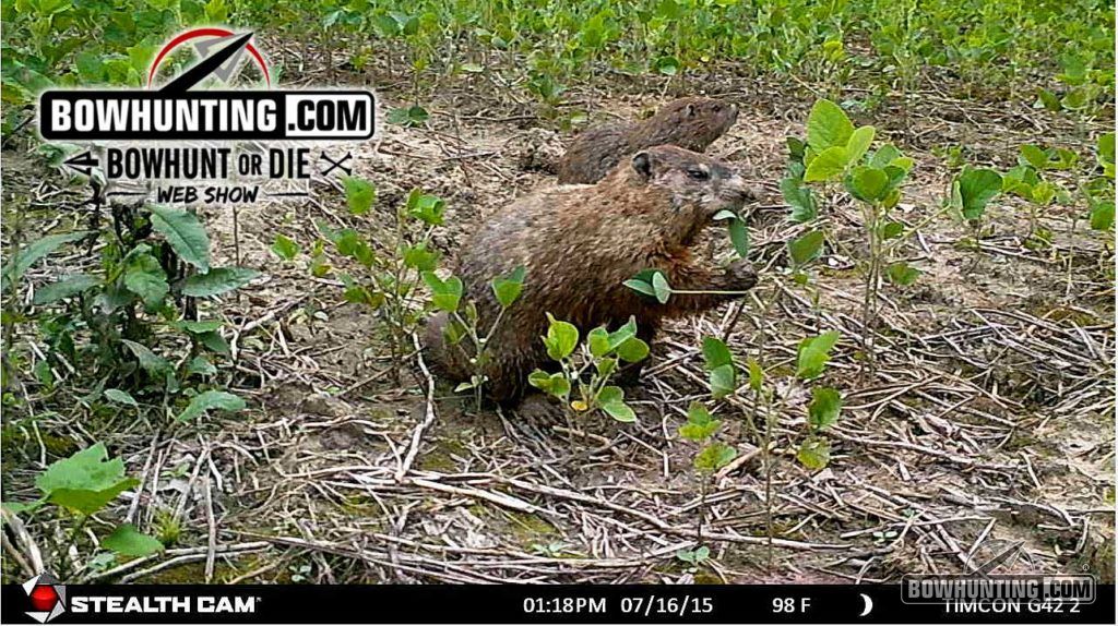 Bowhunting.com pro-staffer, Tim Conley, likes to set up his Stealth Cam to confirm active groundhog holes.