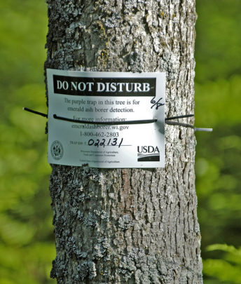 When traps for emerald ash borers are hung up, the agency responsible for it posts a sign on the trunk below.