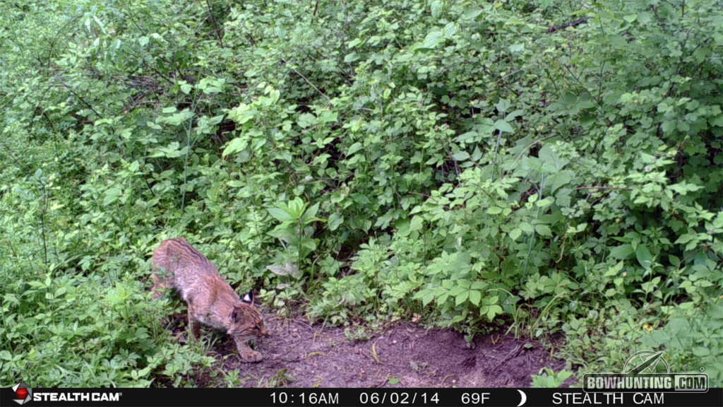 This bobcat was captured on trail camera in Northwest Illinois last summer.