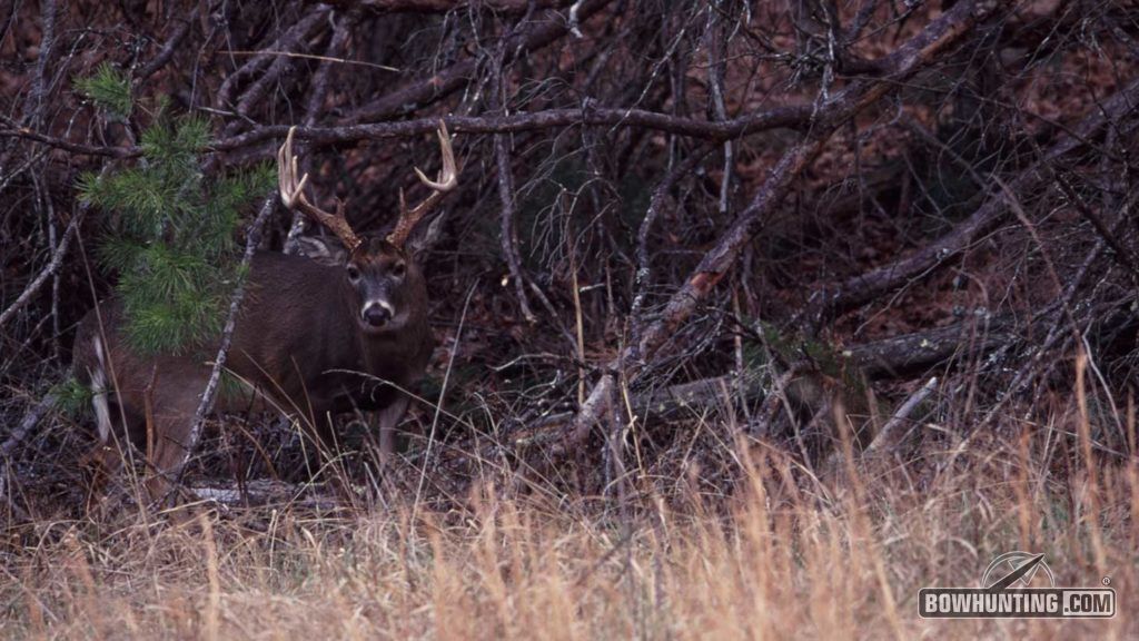 Does your farm have the cover needed to hold big bucks? 