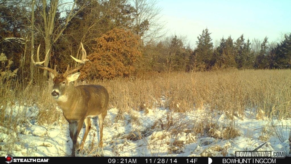 Trail cam photos like this one confirm that the Midwest is definitely not dead. 