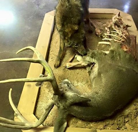 deer-eaten-by-coyote-mount
