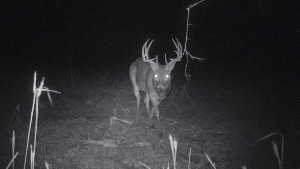 This buck sauntered in front of an Illinois Whitetail Services trail camera in December 2014 in southern Illinois.