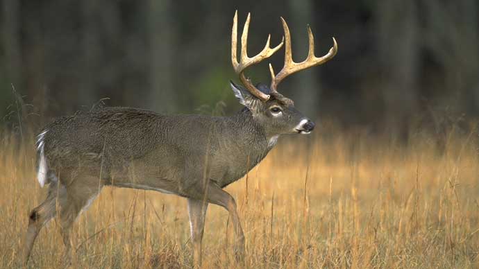 No matter where you live in the country, sooner or later, big Midwestern whitetail bucks will consume your thoughts. For many bowunters, a DIY style hunt is the only way to go. 