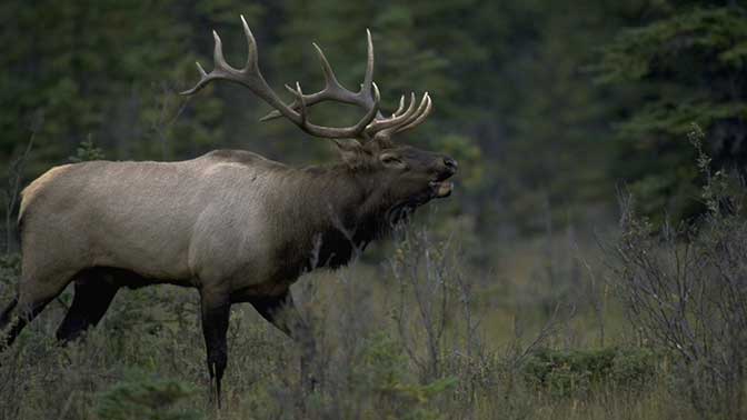 Elk Kit Cow Call & Bull Elk Bugle Call Deer Archery Hunting 