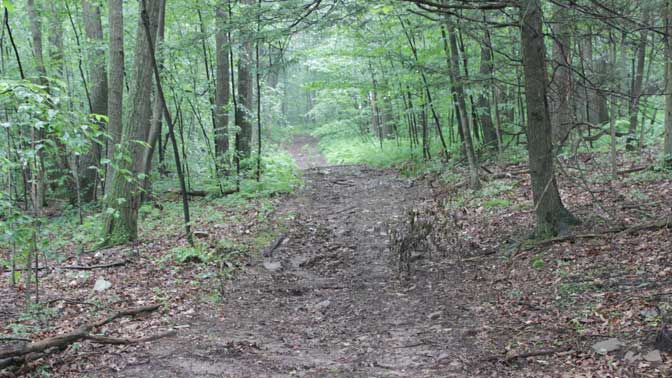 Are you hunting roads or trails that lead deer past your stand? 