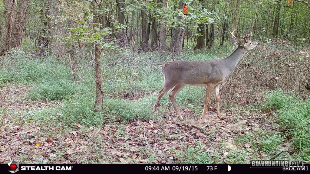 This buck will get a free pass this season. But he is just the first of many deer that will stop in to work this scrape. 