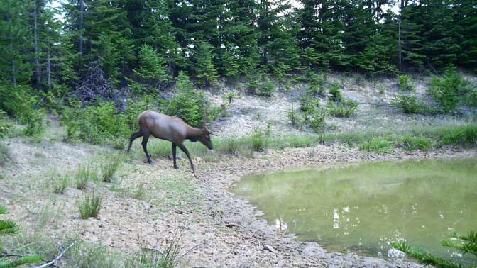 Trail cam photos show that elk are in your area, but what if conditions change? Do you have a solid Plan B? 