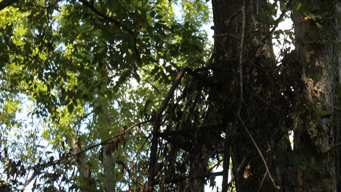 Adding brush to your treestand will help conceal you from the eyes of deer...and a thief. 