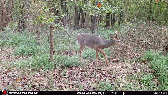 This young buck showed up on the mock scrape within the first 24 hours. 