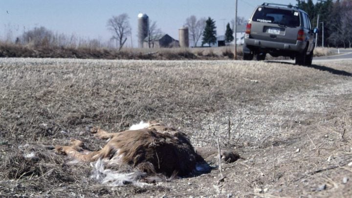 State Farm Releases Deer/Car Collision Report – Where Does Your State Rank?