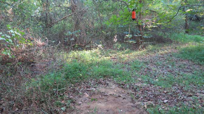 This TInk's mock scrape is situated along trails leading from a swamp bottom to a food plot. 