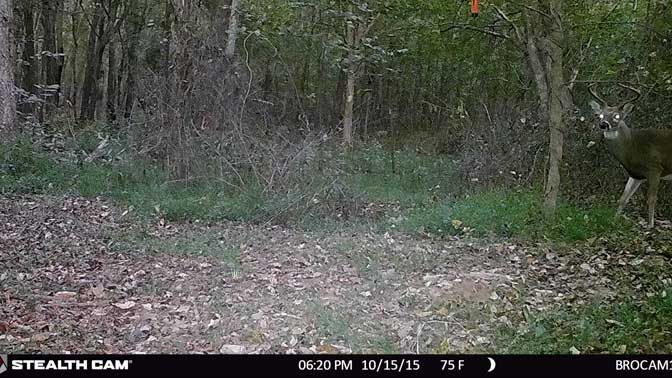 This tall tined 8-pointer has stopped by the scrape around 6:30pm on severa