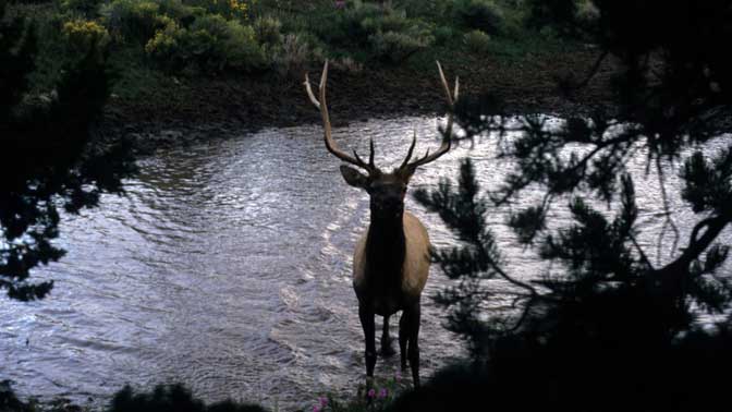 Don't overlook waterholes. Elk will still visit these spots when the pressure is on during gun season. 