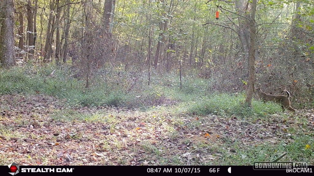 This big bobcat has grown comfortable with my mock scrape and continues to come by for frequent visits. 