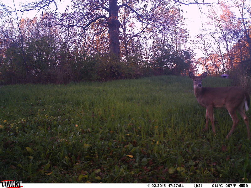 My trail camera captured this deer moments before it walked within bow range of dad's ground blind, seen in the background.