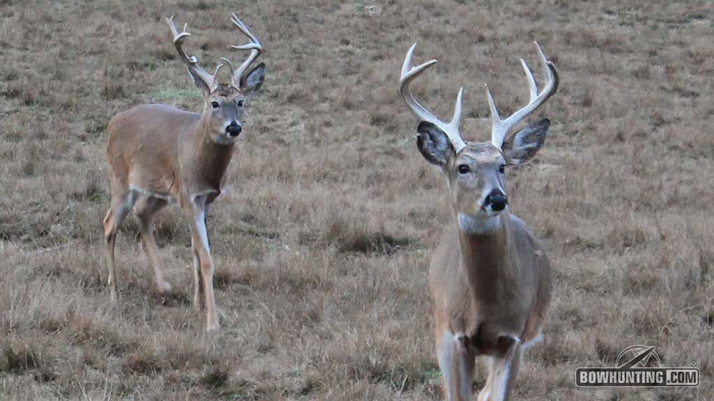 Some of the best bucks of the season will be killed in the late season. Will it be you? 