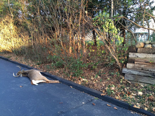 Patrick and Penny Durkin found this bow-killed buck in their driveway before dawn Nov. 2. A grateful neighbor soon retrieved it.