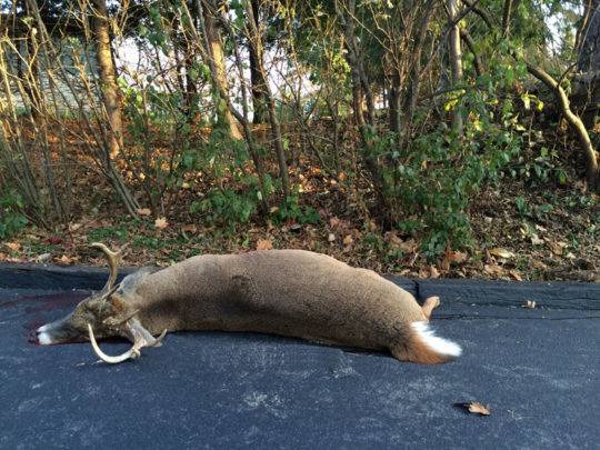 The wounded buck crashed into a neighbor’s dog pen and then stumbled onto the author’s driveway to die.