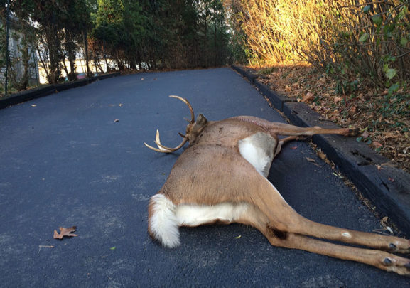 A bowhunter had arrowed the buck perfectly, putting his broadhead dead-center in the buck’s chest.