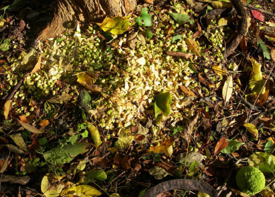 Squirrels dismantle Osage oranges to eat their seeds.