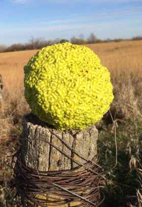 IowaBowhunt,OsageOrange1aa