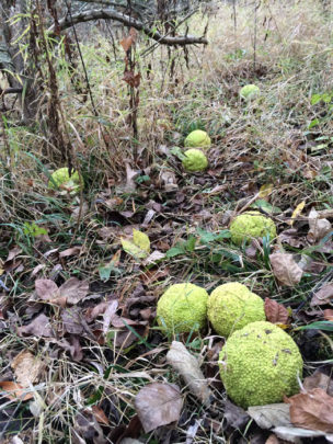Osage oranges are dense and heavy, and make lots of noise when falling from the tree during autumn.