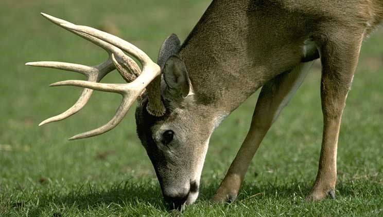 close-up-buck-head-down-eating169