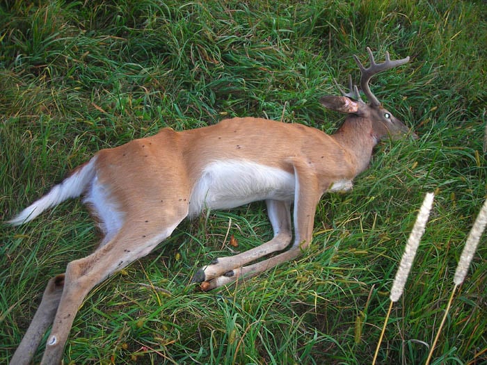 This 2½-year-old buck was found dying of chronic wasting disease in Iowa County.