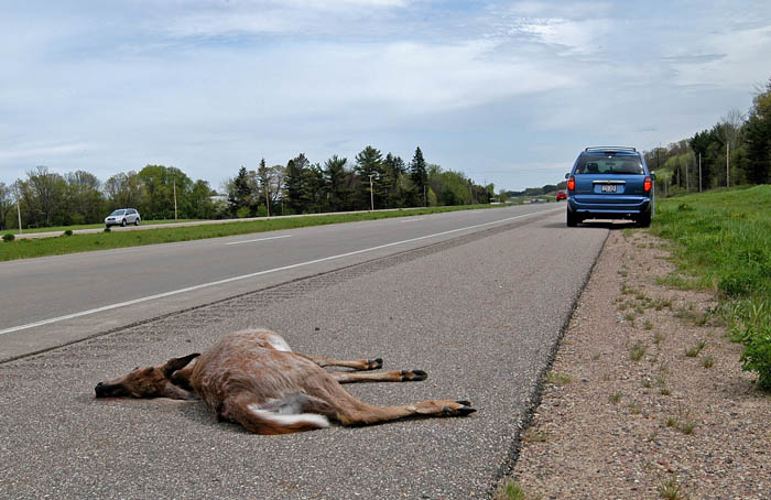 Deer that get killed while crossing state roads cost Wisconsinites about $700,000 annually in pick-up fees paid to private contractors.