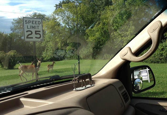 Only about 20 percent of road-killed deer in Wisconsin are kept and eaten.