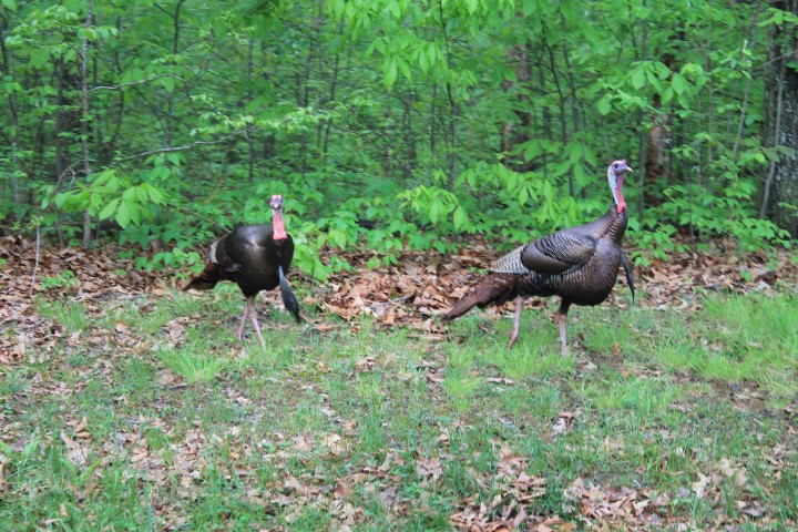 Pull more longbeards  from the woods this spring with quality decoys