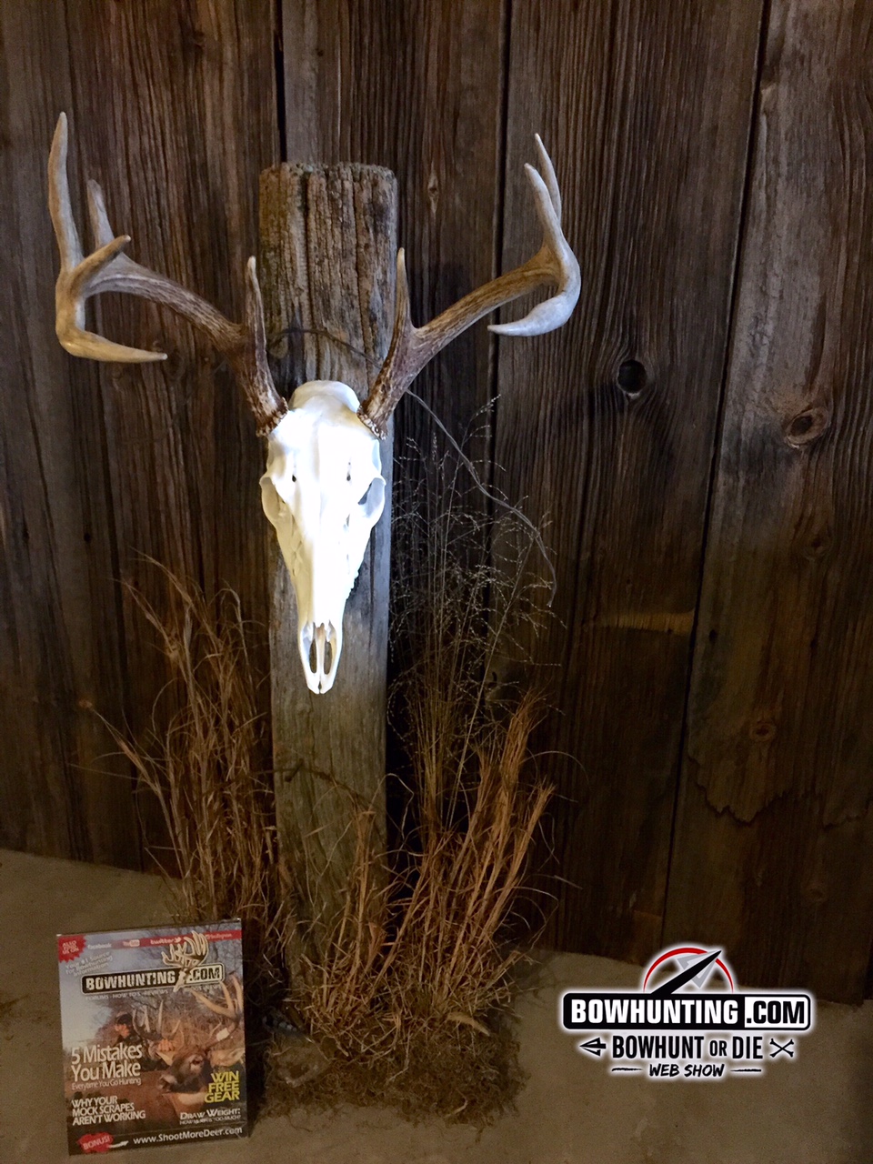 Beetles for Your Buck