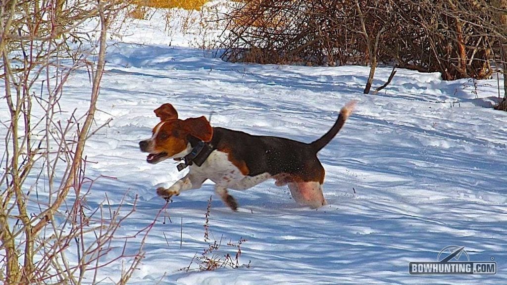 Don't have rabbit dogs? No problem! A group of hunters can work together to bust brush and push rabbits in the open for a shot. 