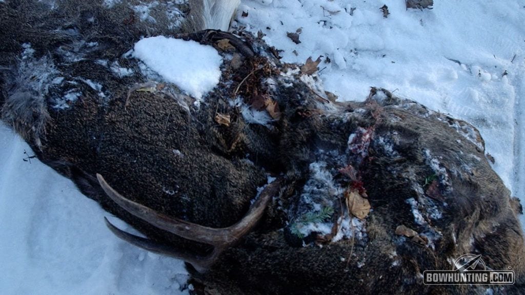  Author Darron McDougal found this dead buck while shed hunting in Wisconsin. The cause of death and the reason the buck’s antlers are wrapped around the body remain unknown.